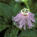 Purple Passionflower by Sally and Andy Wasowiski