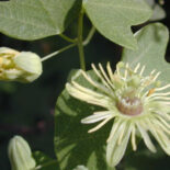 Yellow Passionflower by Joseph A. Marcus