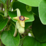 Wooly Dutchman's Pipe by 