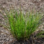 Plains Oval Sedge by Mt. Cuba Center