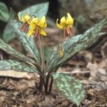 Yellow Trout Lily by Carol Fyler