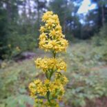 Downy Goldenrod by Dan Jaffe