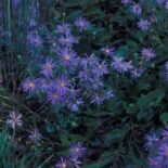 Showy Aster by Cheryl Lowe