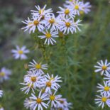 Stiff Aster by Native Plant Trust