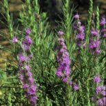 Dotted Blazing Star by Sally and Andy Wasowiski