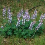 Sundial Lupine by Steven Katovich, USDA Forest Service,