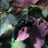 Mapleleaf Viburnum by Sally & Andy Wasowski