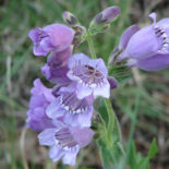 Prairie Penstemon by Sandy Smith