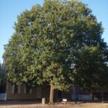 Red Oak by Jim Robbins