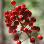 Red Baneberry by Dan Jaffe