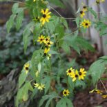 Brown-eyed Susan by Native Plant Trust