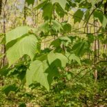 Striped Maple by Stephanie Brundage