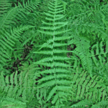 New York Fern by Homer Edward Price