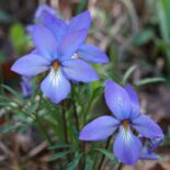 Birdsfoot Violet by Eric in SF