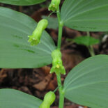 Hairy Solomon's Seal by 